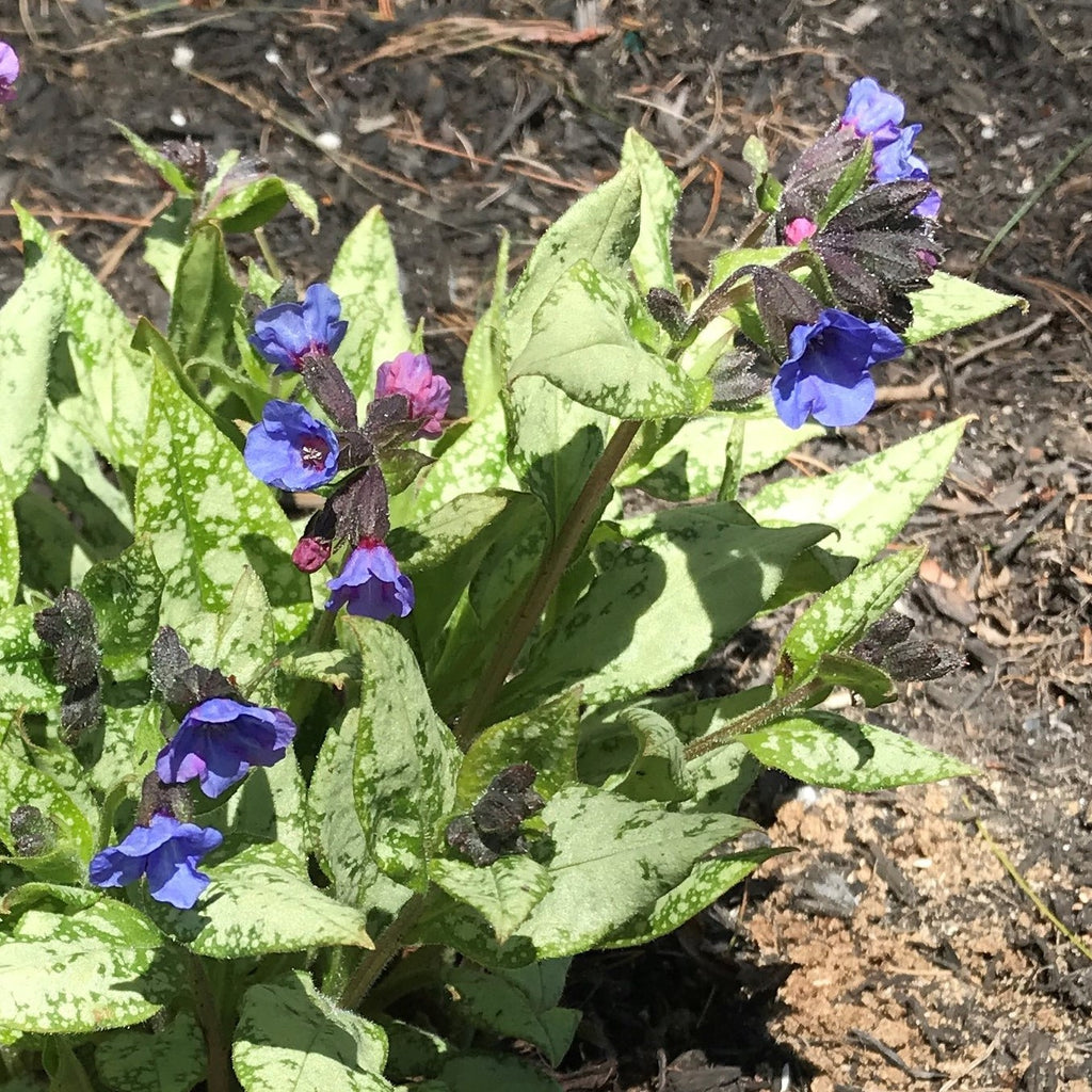 Plant Spotlight: Pulmonaria